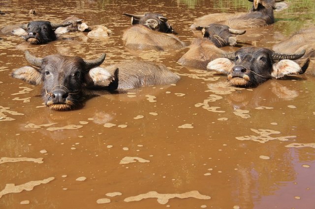 water-buffalo-1697142_1280.jpg