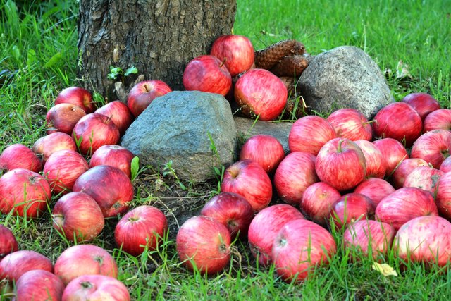 agriculture-apples-batch-262129.jpg