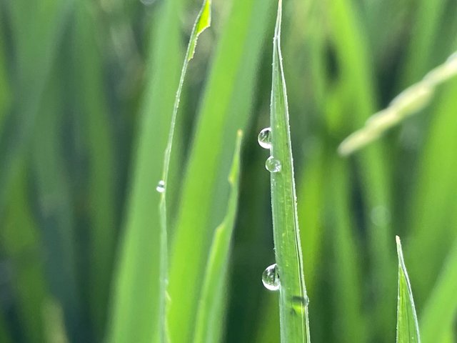 IMG_1252.jpeg