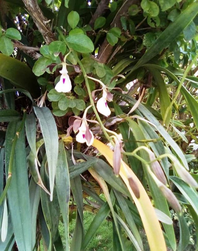 Orquidea ama2.jpg