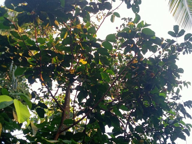 IMG20250724181136.jpg