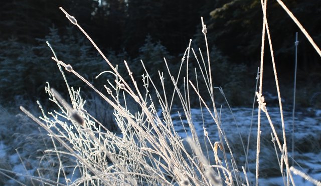 029 some frozen grass 11-14.jpg