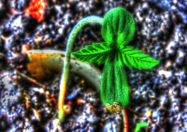 seedling-11-29-2018-01-painterly-4-cropped_Painterly 4.jpg