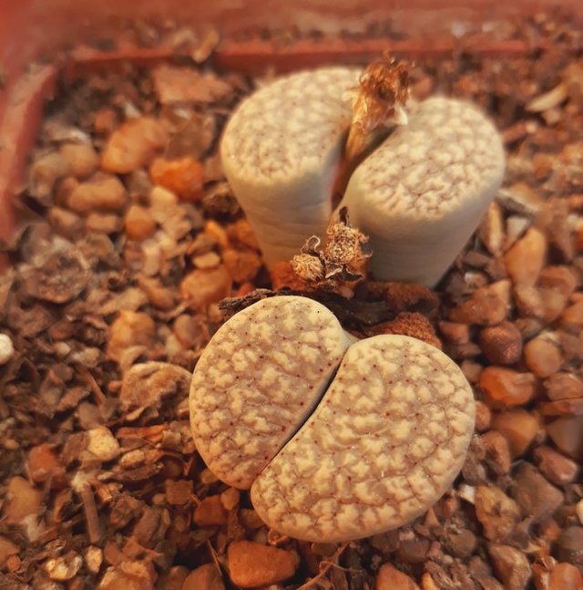 lithops 2.jpg