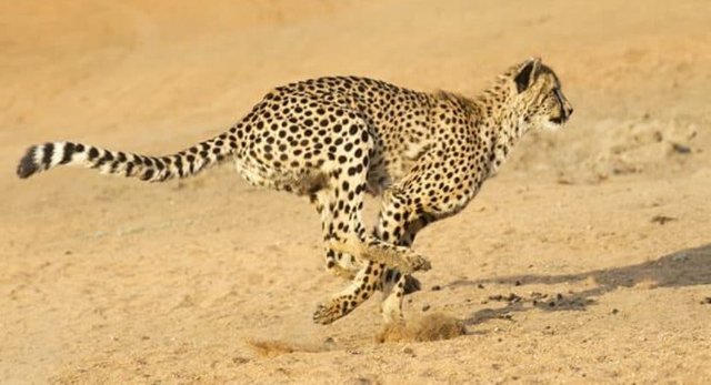 20-Fastest-Animals-in-the-World-Feature-Image-830x450.jpg