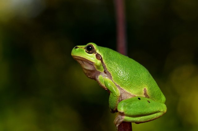 mediterranean-tree-frog-796466.jpg