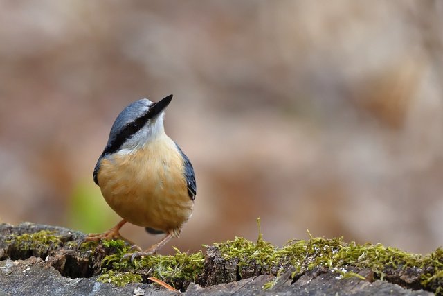 nuthatch-8064464_1920.jpg