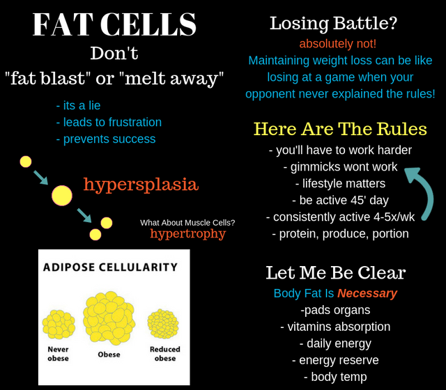 800x700 Fat cells.png