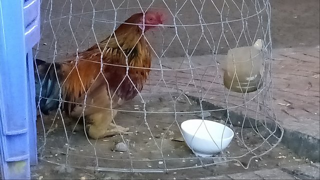 2016-11-23 - Wednesday - 04:41 AM - Chicken in Cage 15168707_1803405719941177_3860187072402976047_o.jpg