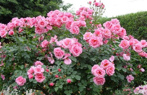 pink-roses.jpg