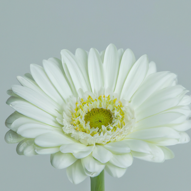 gerbera-white-fullflower-image.png