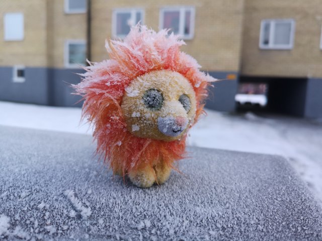 Frozen Lion.jpg