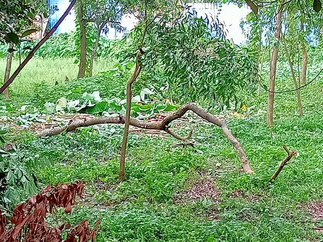 IMG20250626171247.jpg