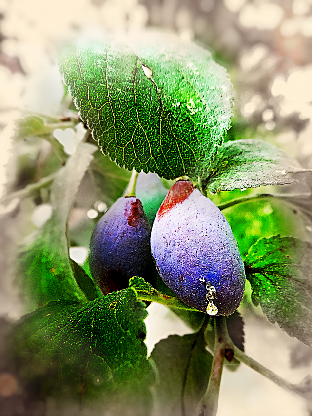 1frDSC08254.png