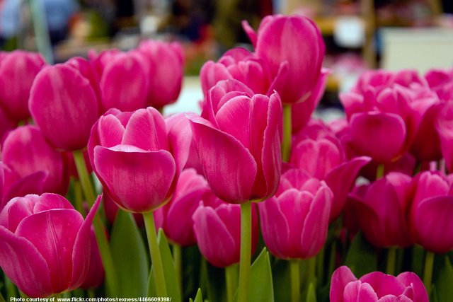 PinkTulips-001-0901718.jpg