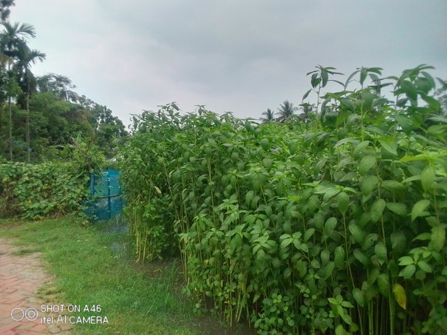 IMG_20210616_140928.jpg