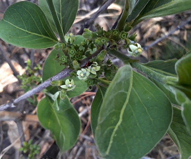 wild medlar flowers.jpg