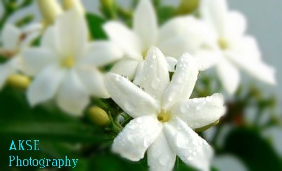 fresh-jasmine-flowers-1476354123-2464294.jpg