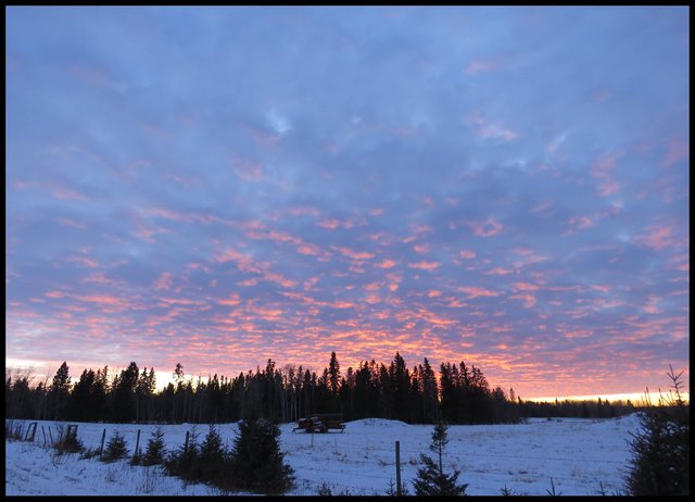 line of little and big spruce huge expance of rippled pink and blue cloud.JPG