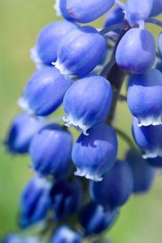Blue bell flowers.jpg