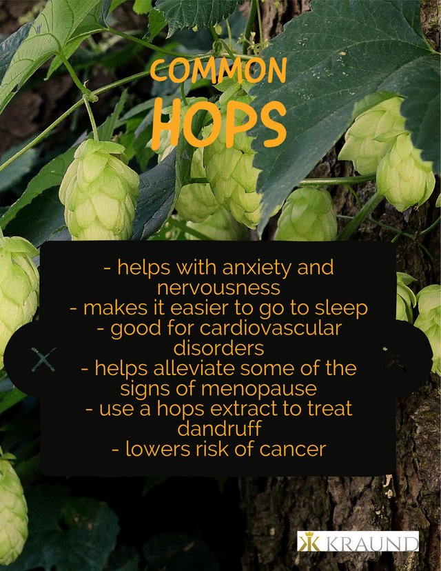 Common hops.jpg
