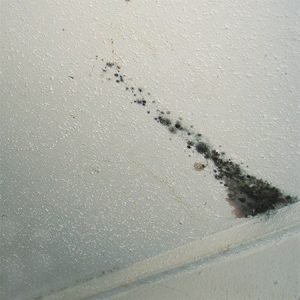 Ceiling-boards-mold-growth-water-damage-restoration-group-300x300.jpg