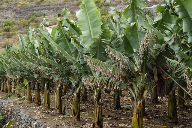 bananas-2424320_1280.jpg