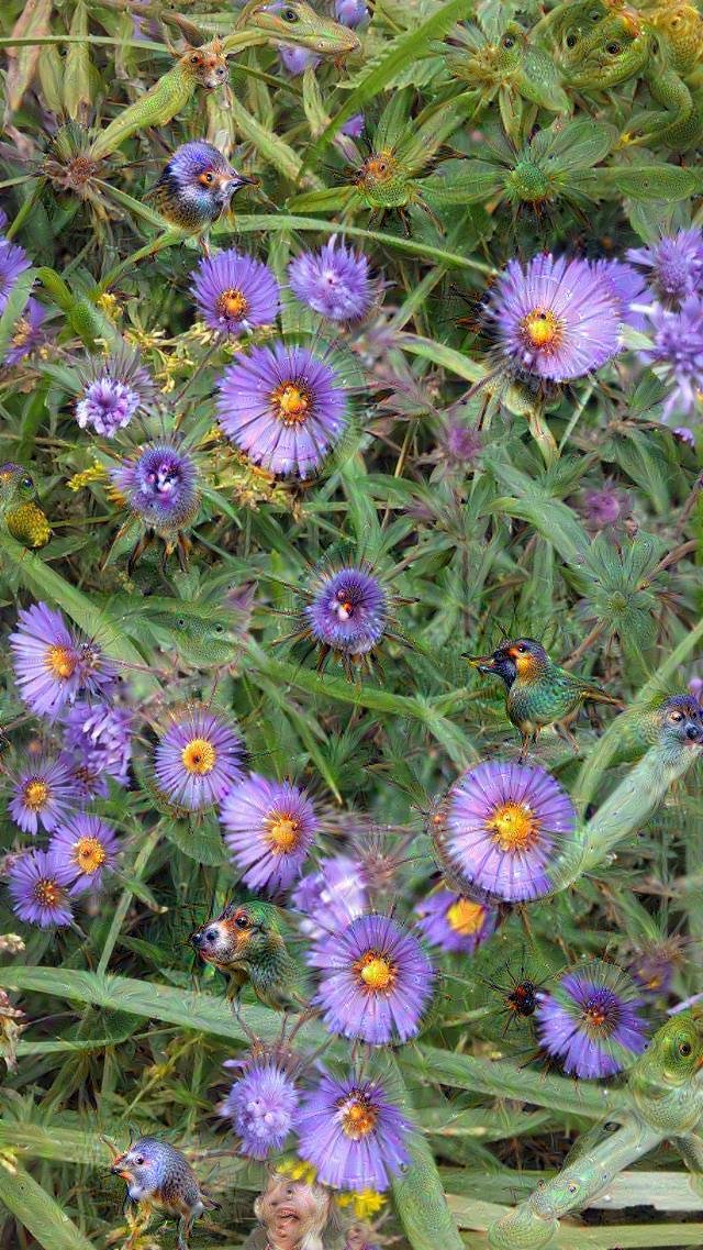 purple-wild-flowers.jpg