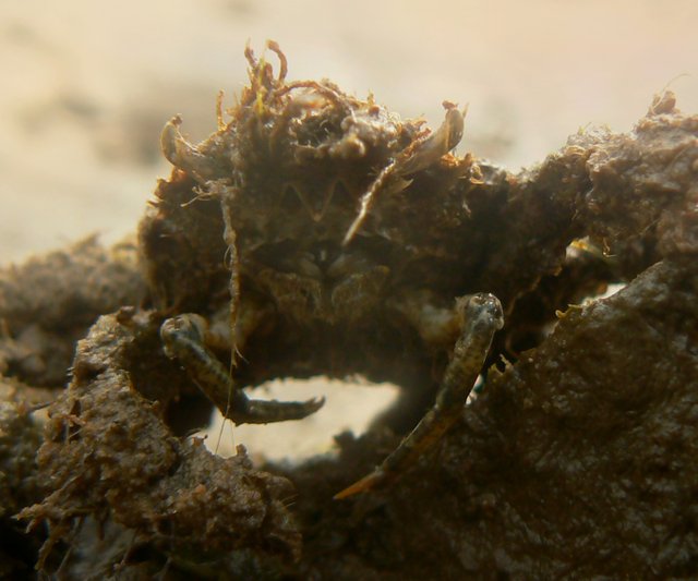 P1970725microcrop.jpg