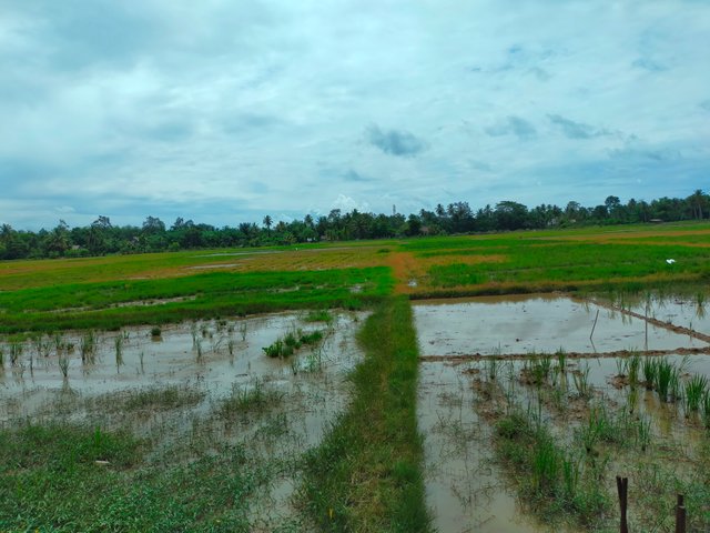 Sawah (2).jpg