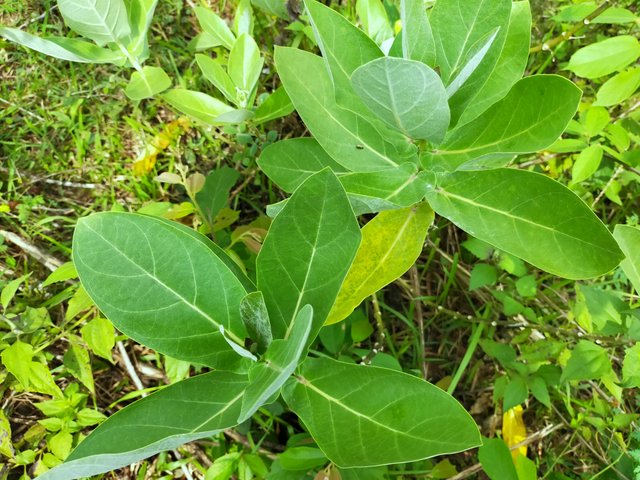 Thistle leaves (7).jpg