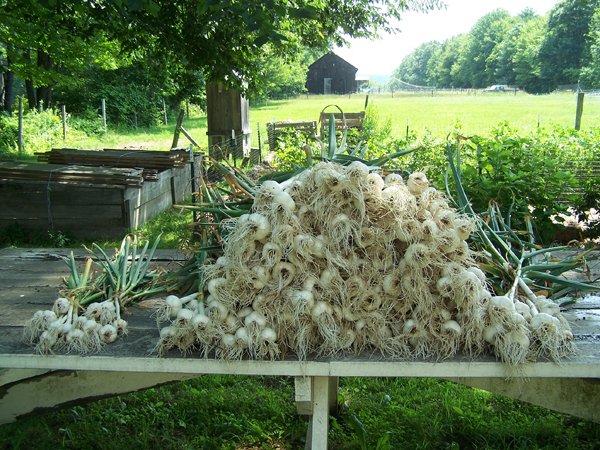 Processing garlic - whole harvest crop July 2018.jpg