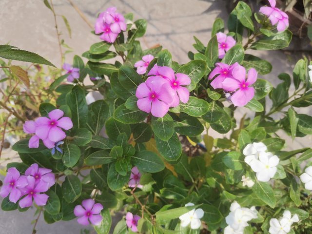 IMG_20250411_120827.jpg
