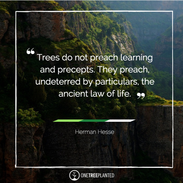 Trees do not preach learning and percepts. They preach, undeterred by particulars, the ancient law of life.png