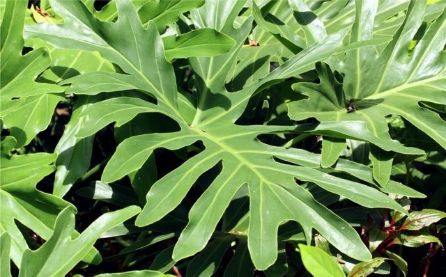 lacy-leaf-philodendron.jpg