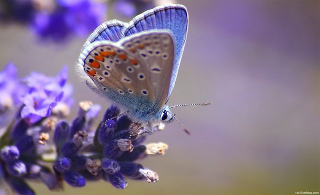 borboleta-azul.jpg