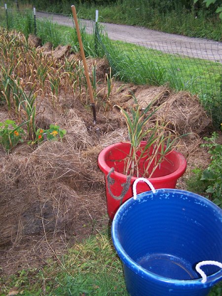 Digging garlic - getting started crop July 2019.jpg