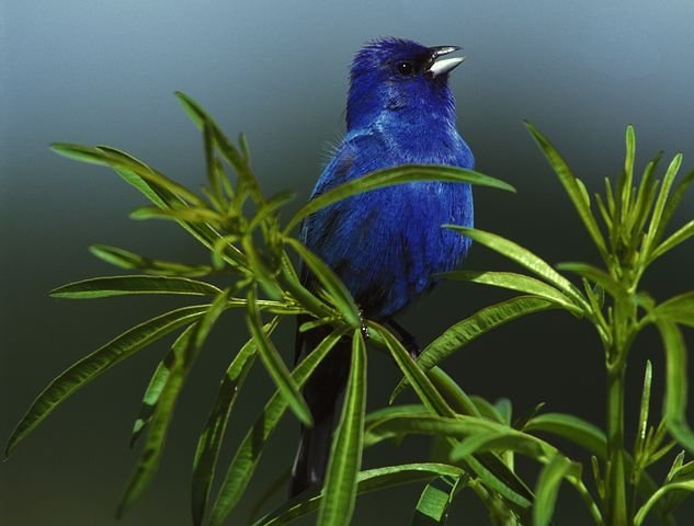 indigo-bunting-931660__480.jpg