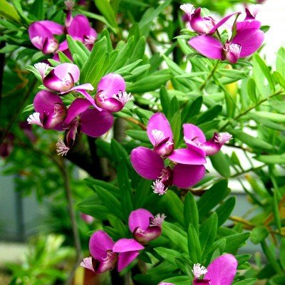 polygala-myrtifolia1_2-1.jpg