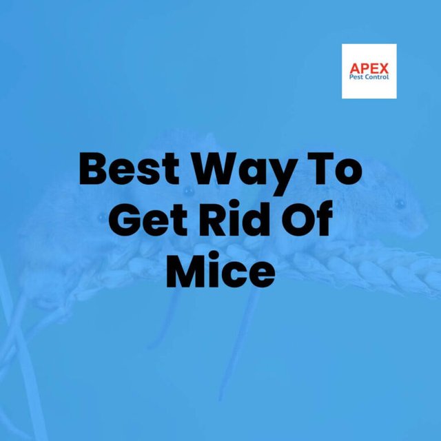 Best-Way-To-Get-Rid-Of-Mice-768x768.jpg