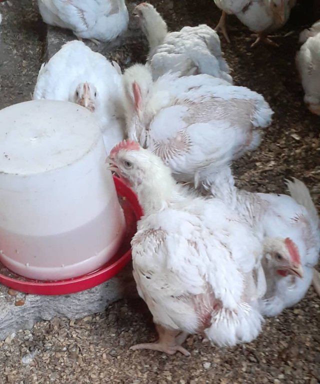 pollos quinta semana.jpg