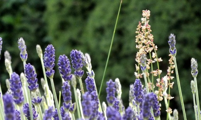 0383-Lavender.JPG