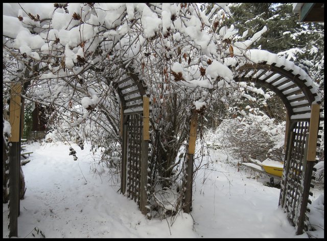 2 arches with snowy lilacs bent over them.JPG