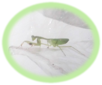 Mantis 1.png