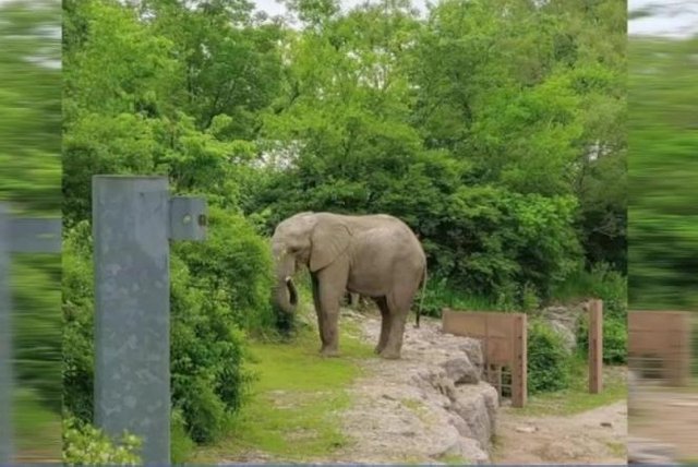 Elephant-temporarily-escapes-enclosure-at-Missouri-zoo.jpg