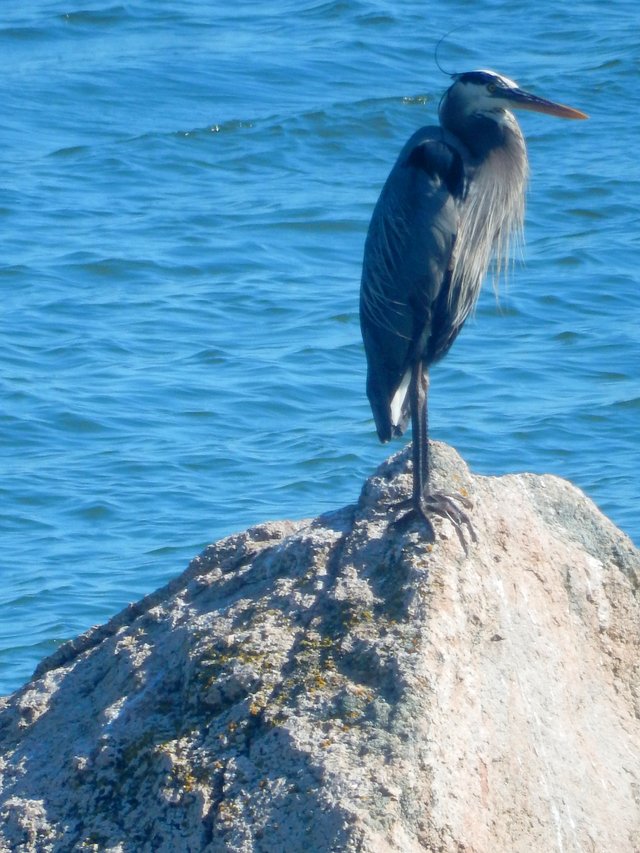 june10heron1.jpg