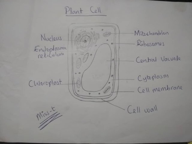 plant-cell.jpeg