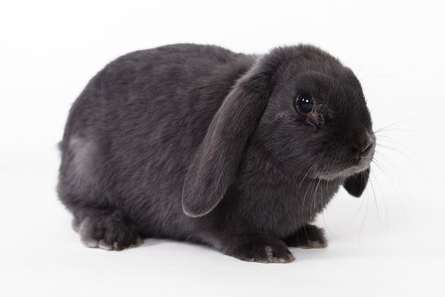 rabbit-694919_1920.jpg