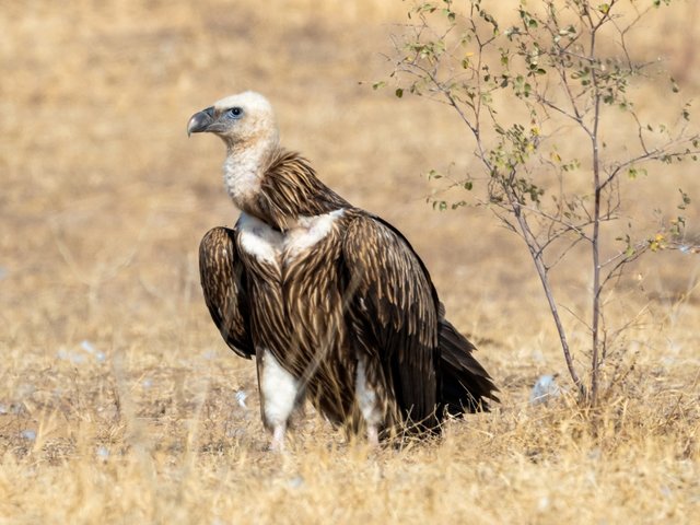 Himalayan Vulture 09.jpg