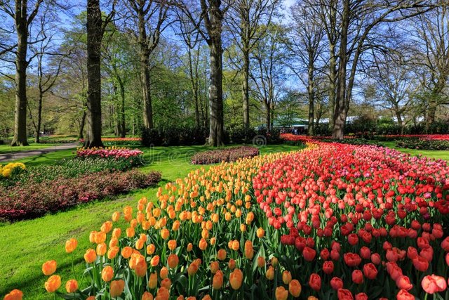 blooming-tulips-flowerbed-keukenhof-flower-garden-also-known-as-garden-europe-one-world-largest-flower-gardens-330999527.jpg